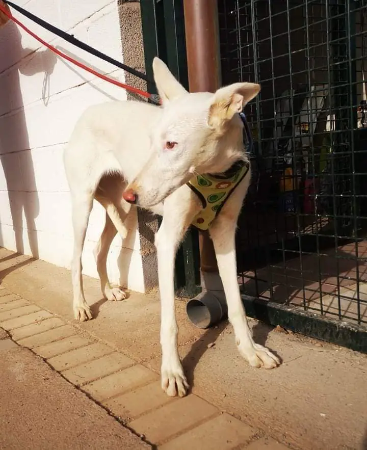 K PROJECT ANIMALIA RESCUE4