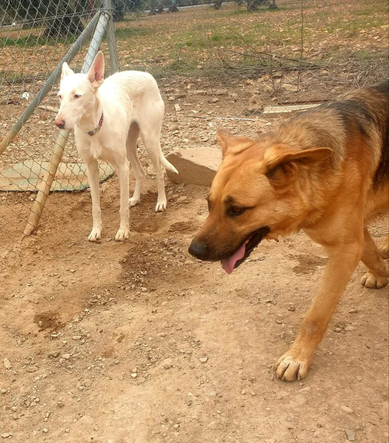 K PROJECT ANIMALIA RESCUE5 768x874