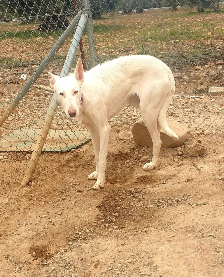 K PROJECT ANIMALIA RESCUE6 768x947