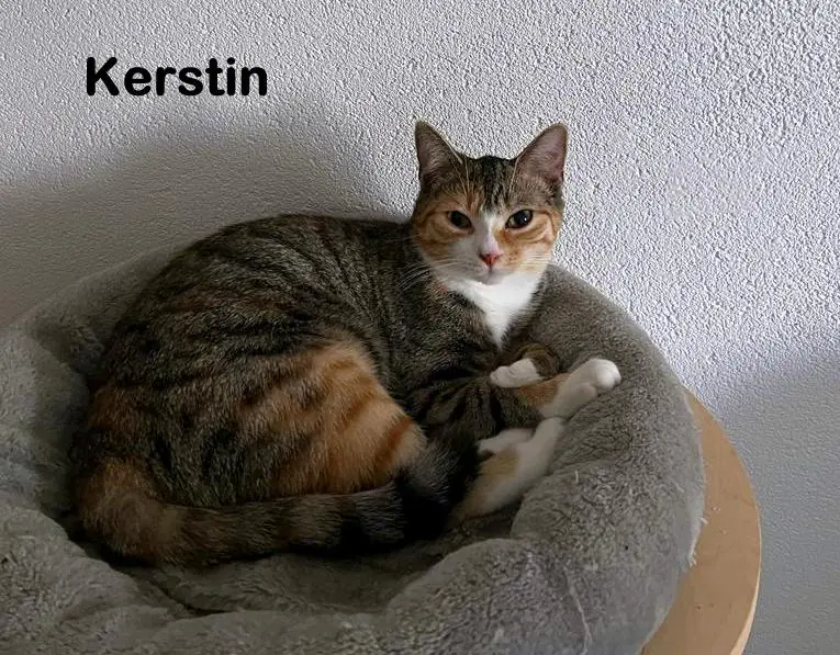 Katzenreich6