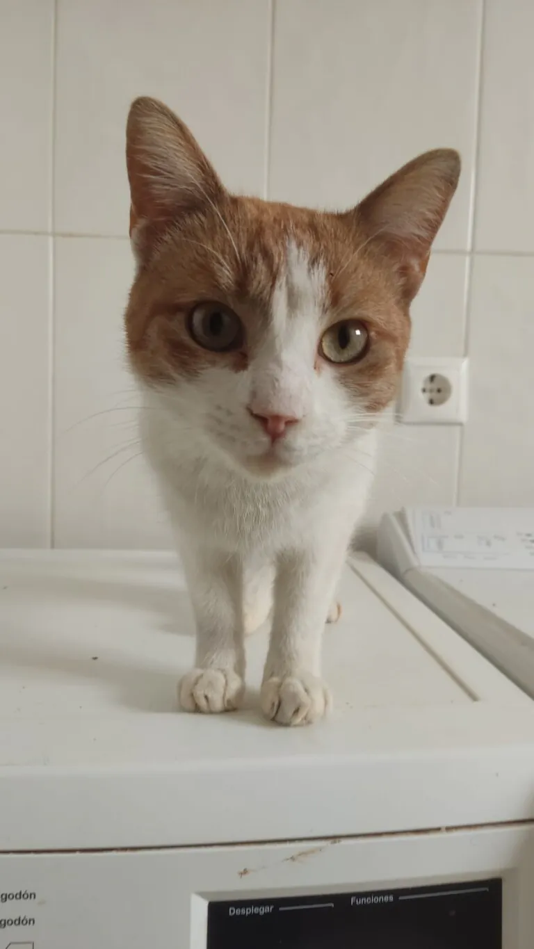 La Bienvenida4 768x1365