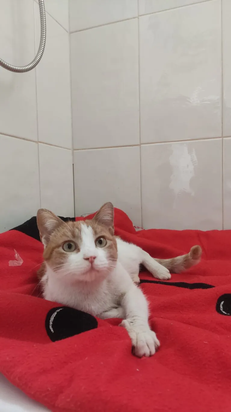 La Bienvenida5 768x1365