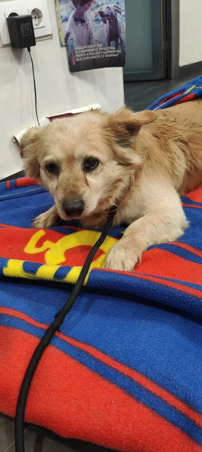 La Rambla es su Voz1 1 768x1715