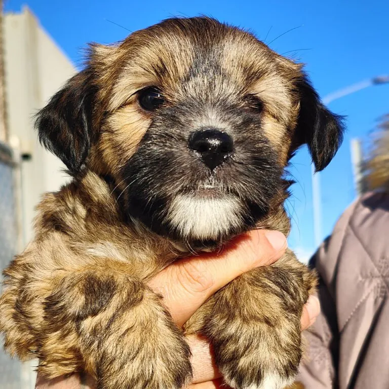 La Rambla es su Voz2 768x768