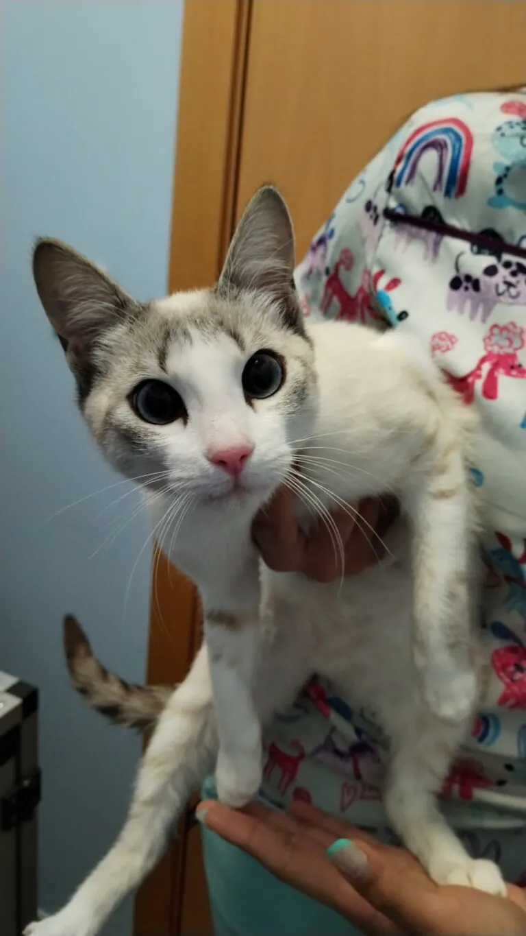 La morada animalista1 768x1365