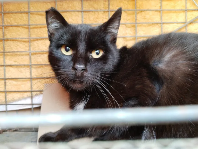 La morada animalista2 768x576