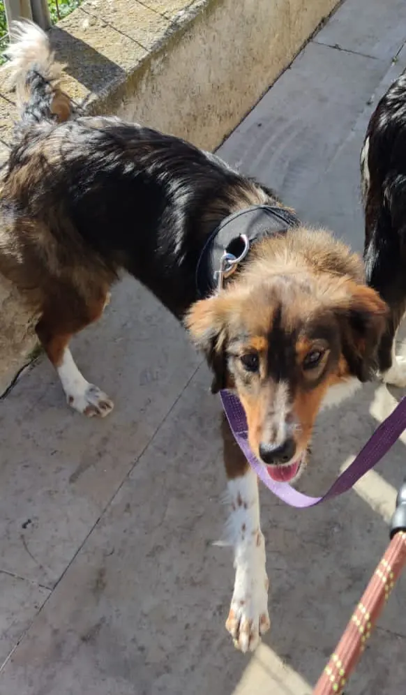 La morada animalista3