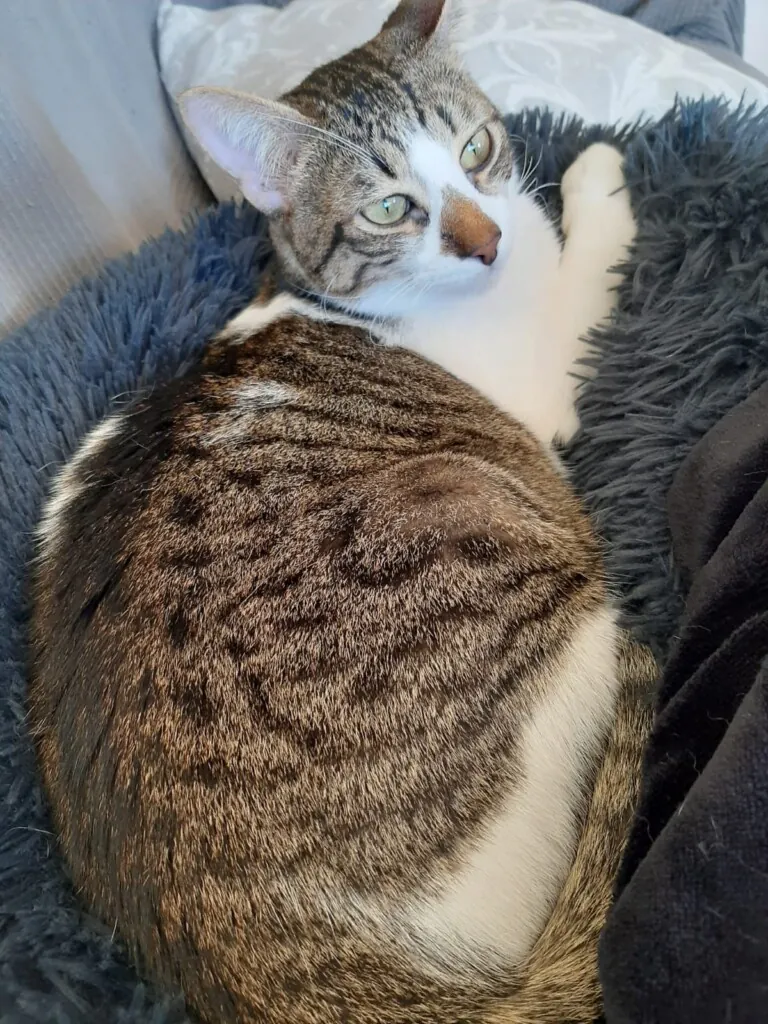 La morada animalista4 768x1024