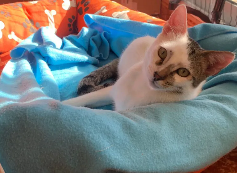 La morada animalista5 768x562