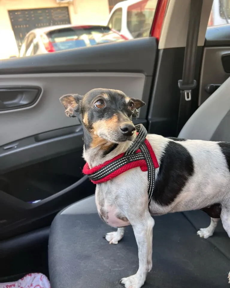 Mascotas en Adopcion Castellon1 768x960