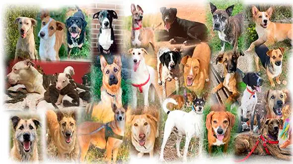 Mascotas en Adopcion Castellon2