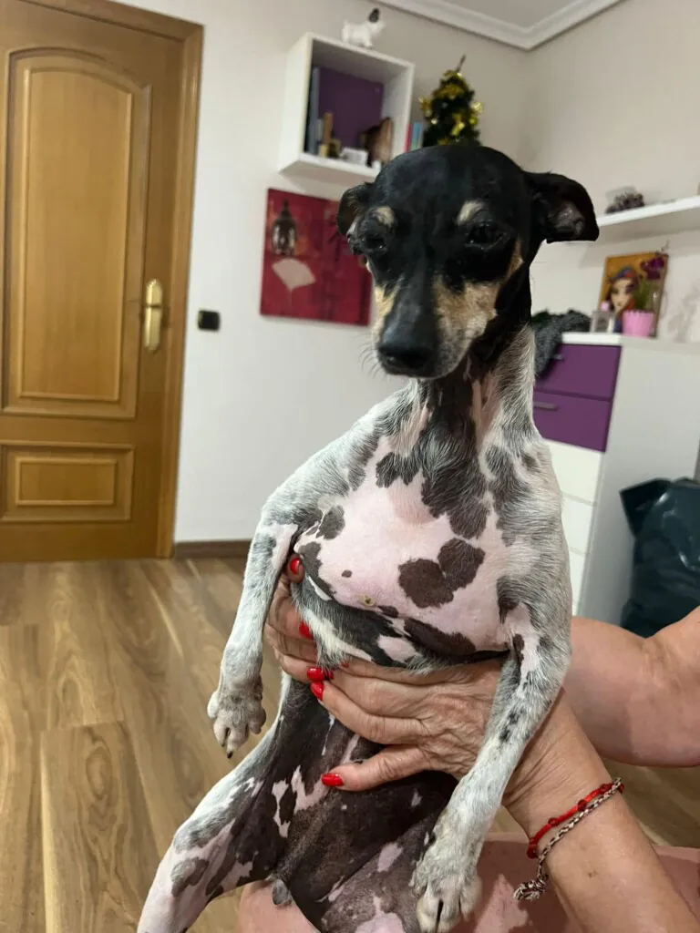 Mascotas en Adopcion Castellon3 768x1024