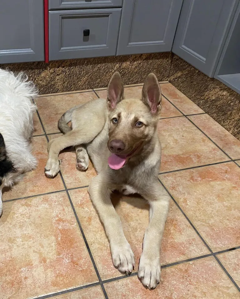 Mascotas en Adopcion Castellon4 768x955