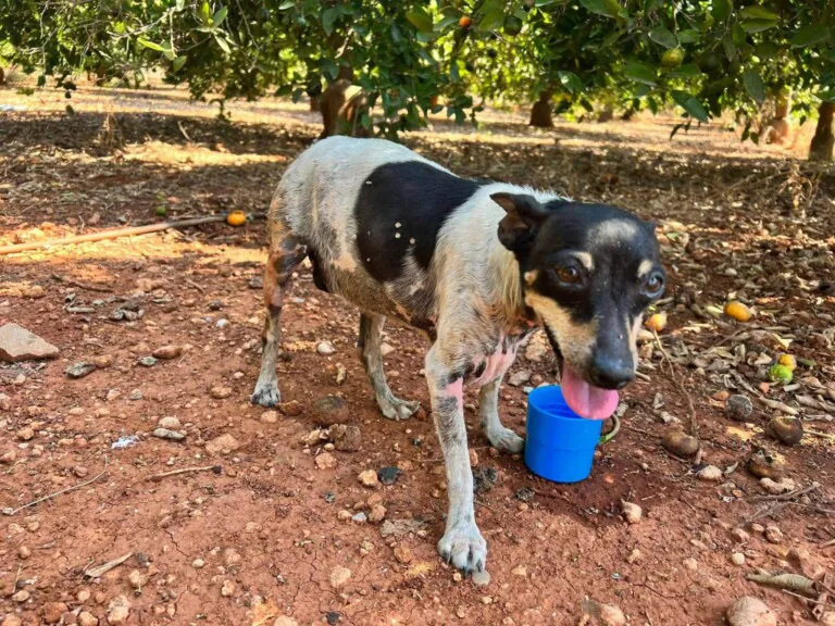 Mascotas en Adopcion Castellon5 768x576