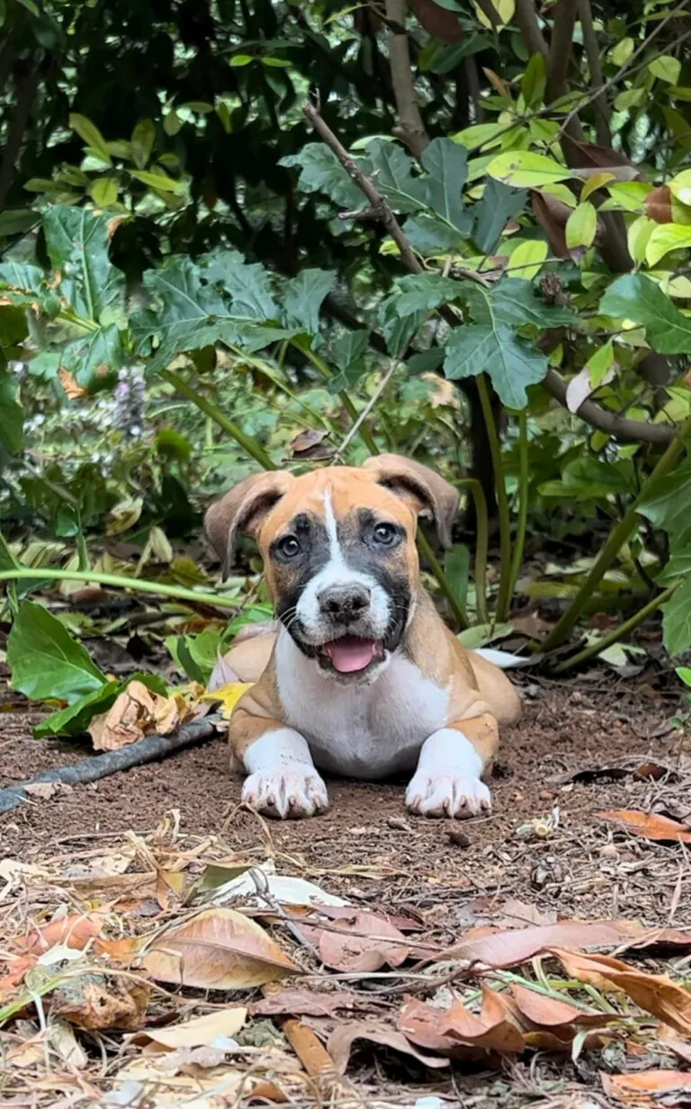 Mascotas en Adopcion Castellon6 768x1233