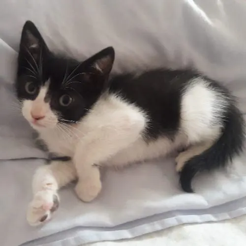 Miuuguuf Asociacion Protectora de Animales1