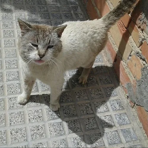 Miuuguuf Asociacion Protectora de Animales2