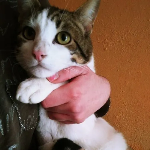 Miuuguuf Asociacion Protectora de Animales3