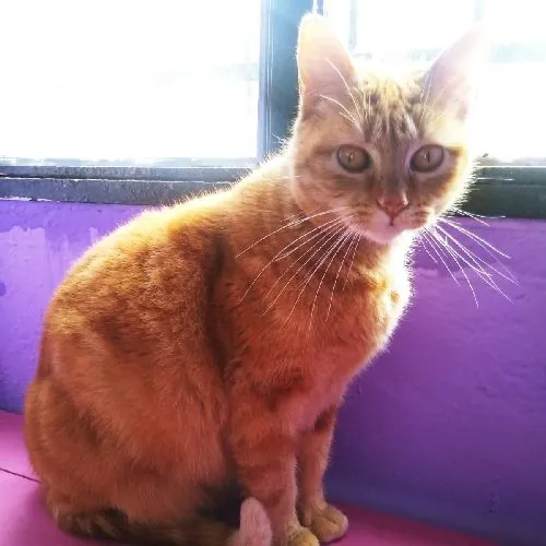 Miuuguuf Asociacion Protectora de Animales4