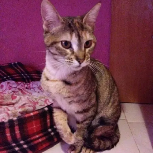 Miuuguuf Asociacion Protectora de Animales5