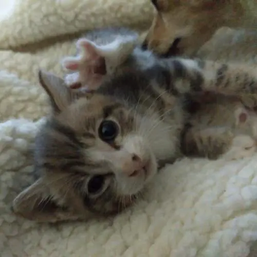 Miuuguuf Asociacion Protectora de Animales6