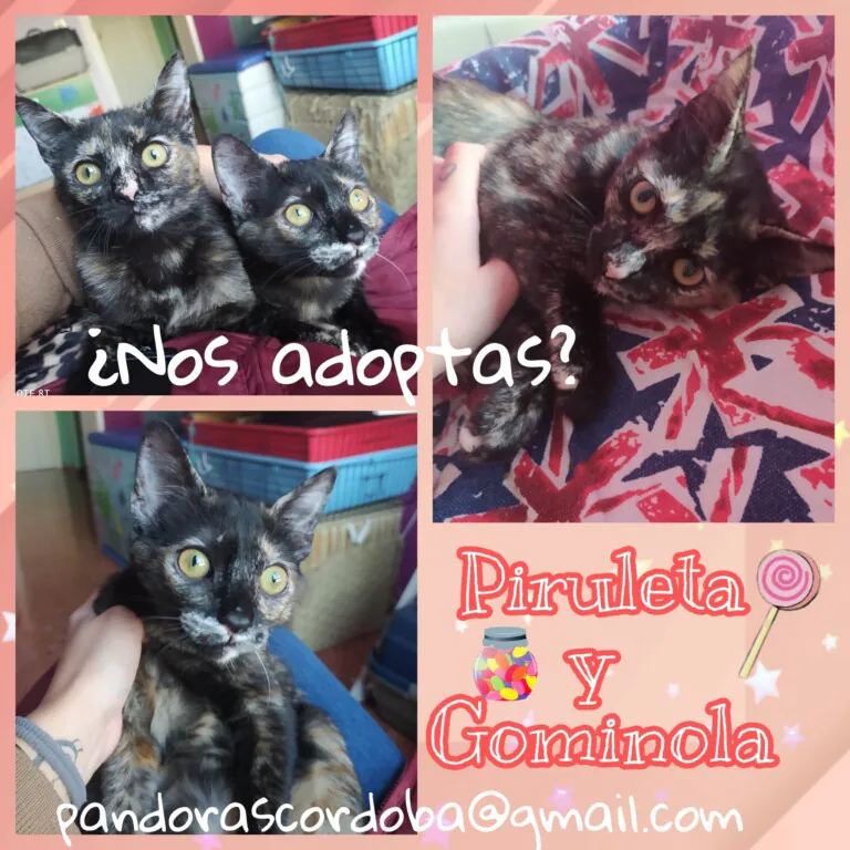 Pandora Cordoba6 768x768