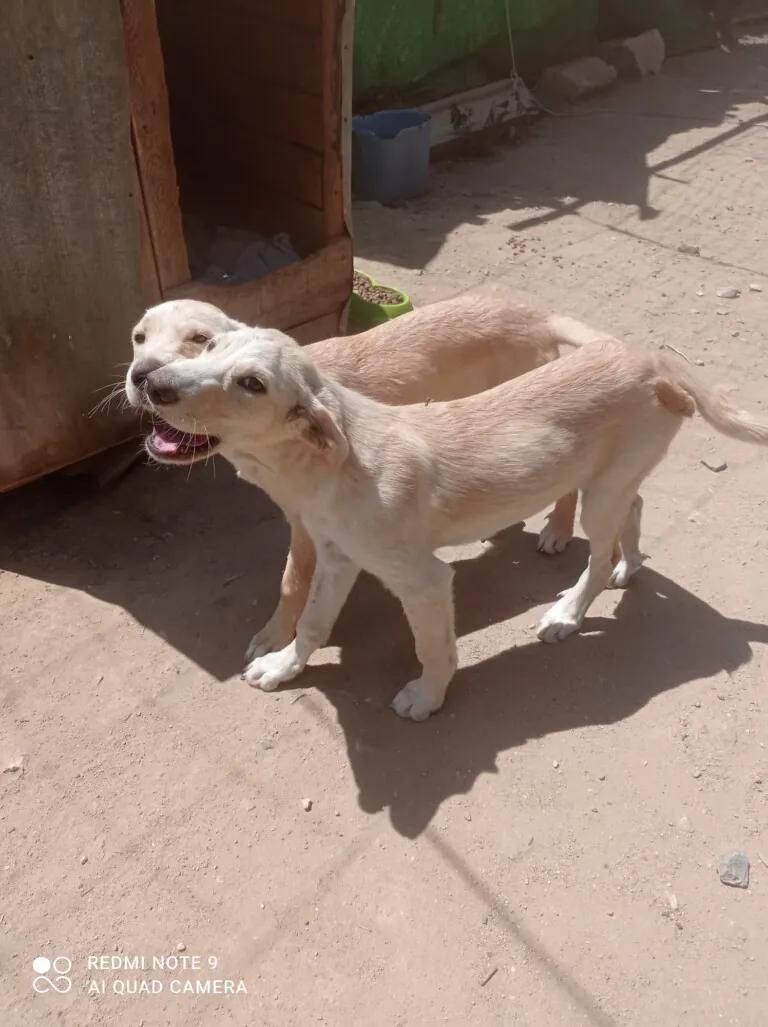 Peludos los Pedroches1 768x1027