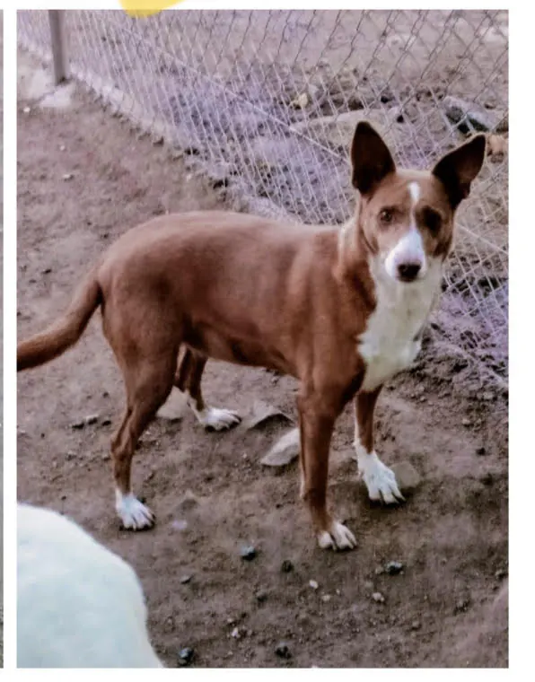 Peludos los Pedroches3