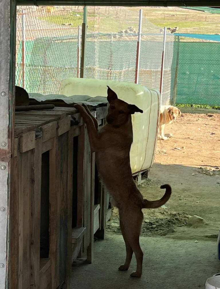 Peludos los Pedroches4 768x1010