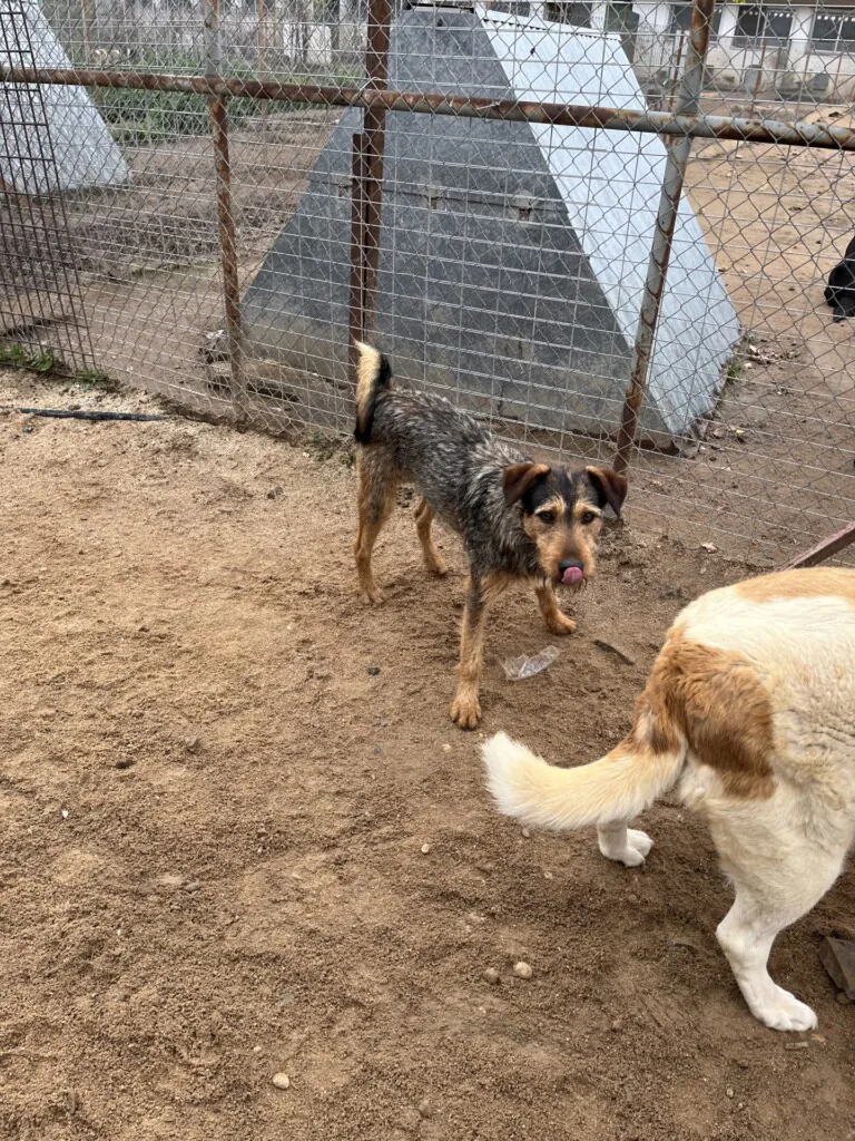 Peludos los Pedroches5 768x1024