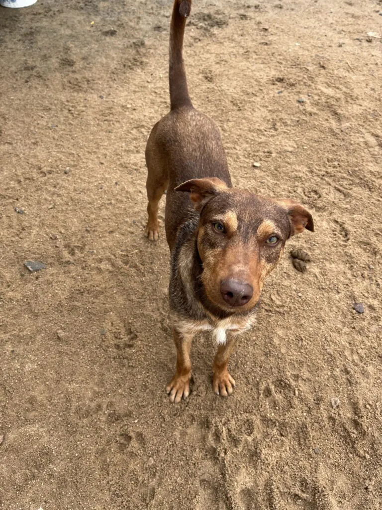 Peludos los Pedroches6 768x1024