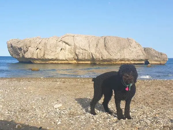 Playa De Piedra Paloma Para Perros2