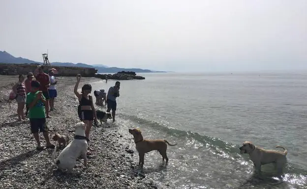 Playa Para Perros En Torrox en Malaga3
