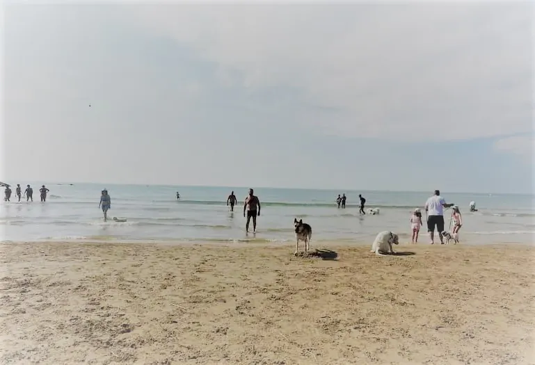 Playa de Les Salines Playa de Cubelles perros4