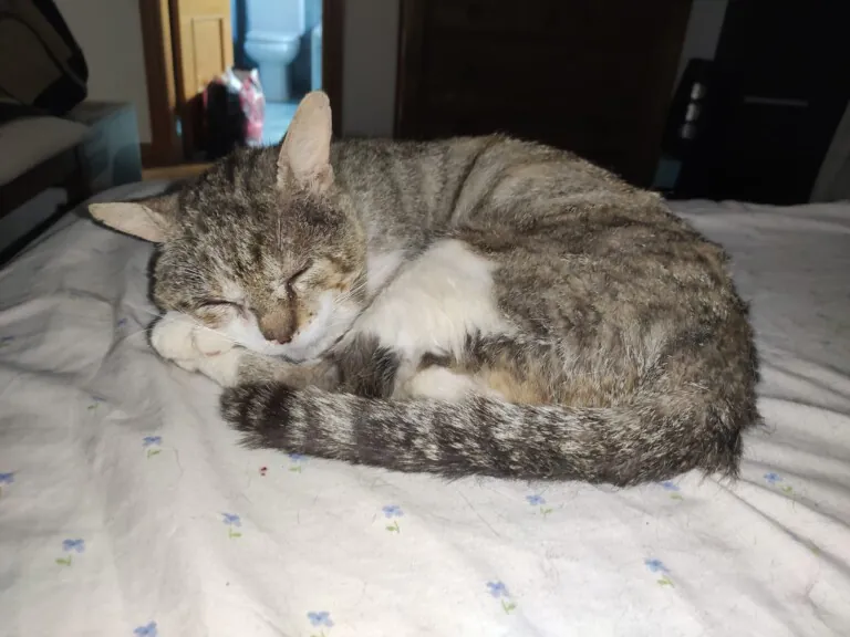 ProGatos Ciudad Real2 768x576