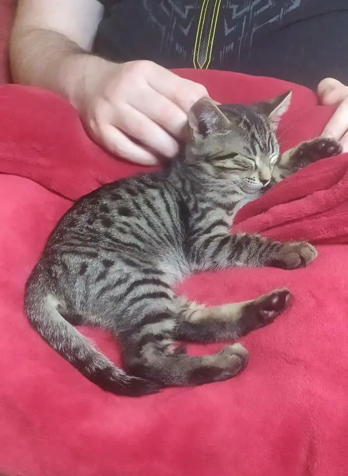 ProGatos Ciudad Real3