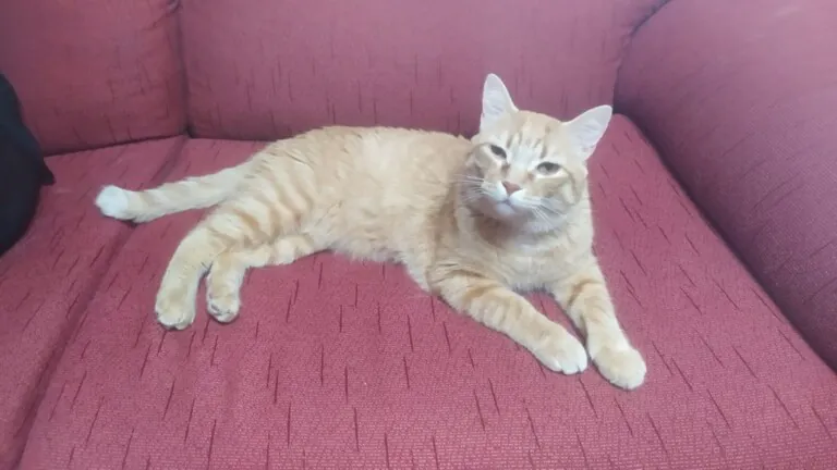 ProGatos Ciudad Real4 768x432