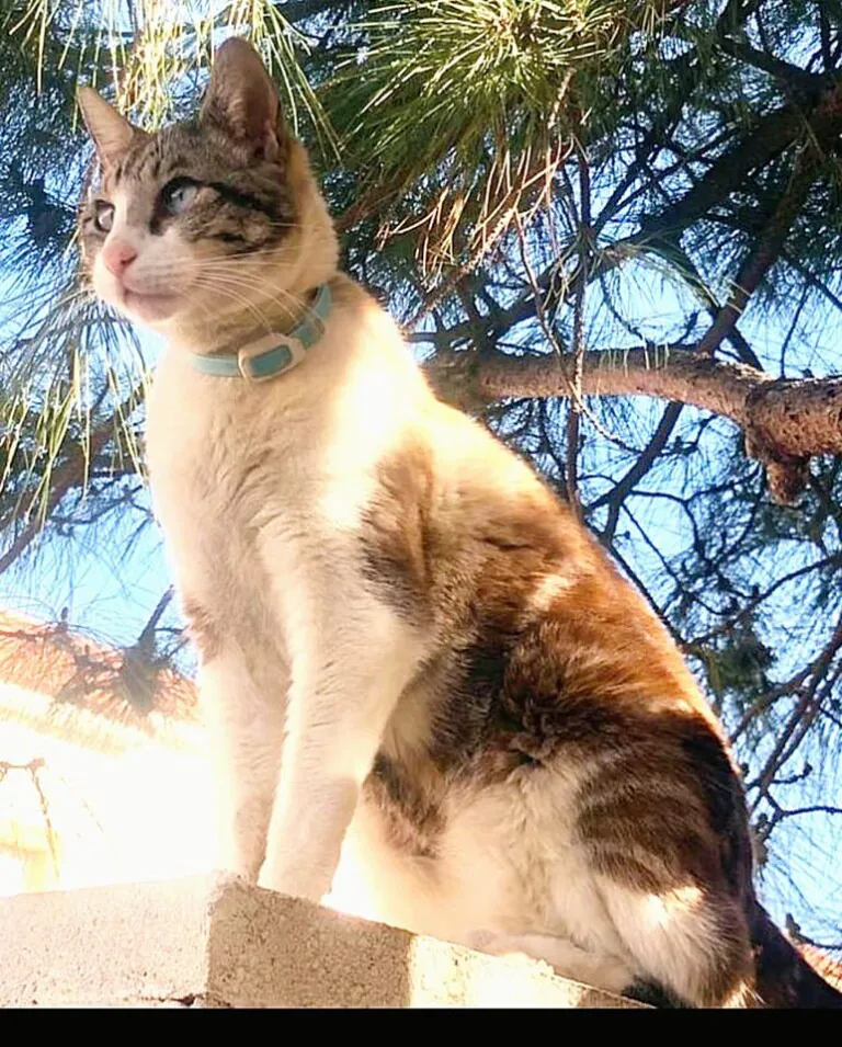 ProGatos Ciudad Real5 768x955