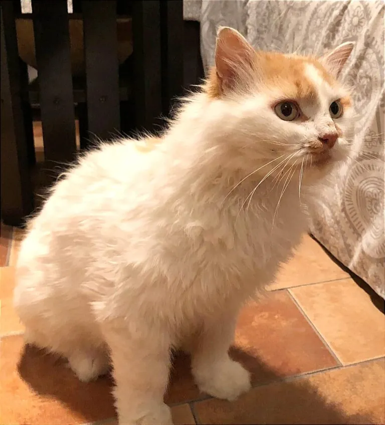 ProGatos Ciudad Real6 768x848