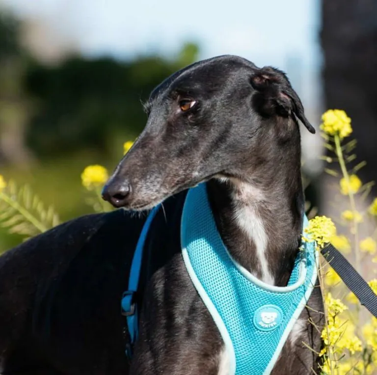 Protectora Patas1 768x764