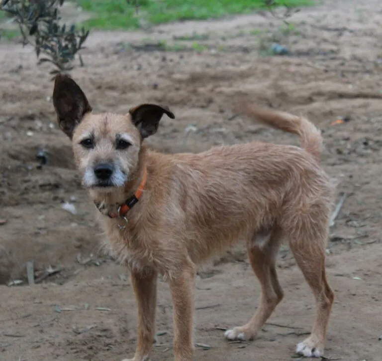 Protectora Patas2 768x724