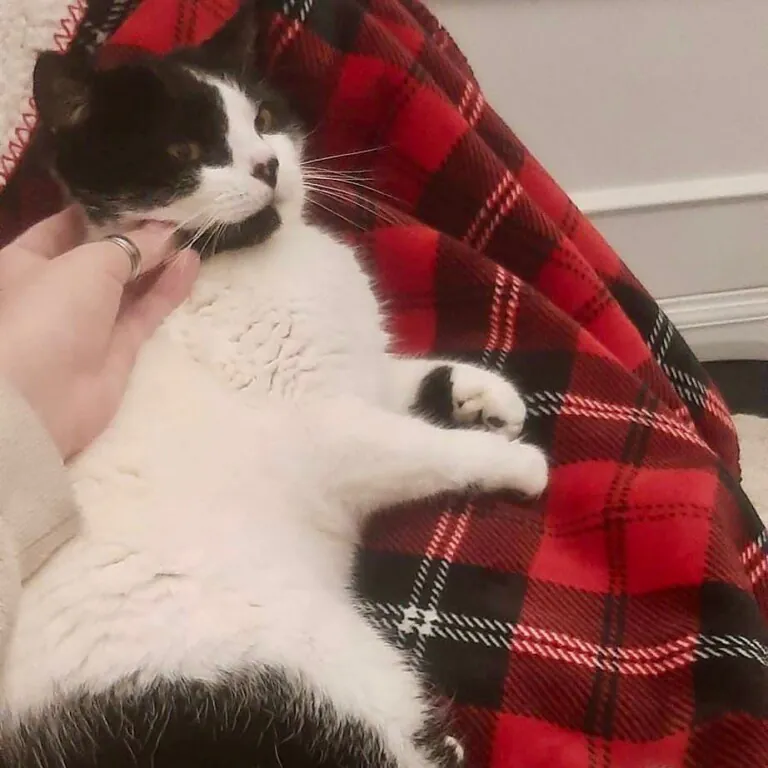 Protectora Patas4 768x768