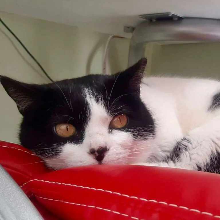 Protectora Patas5 768x768