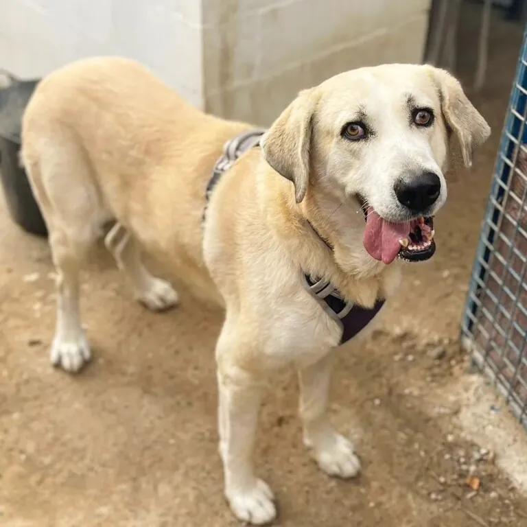 Protectora Patas6 768x768