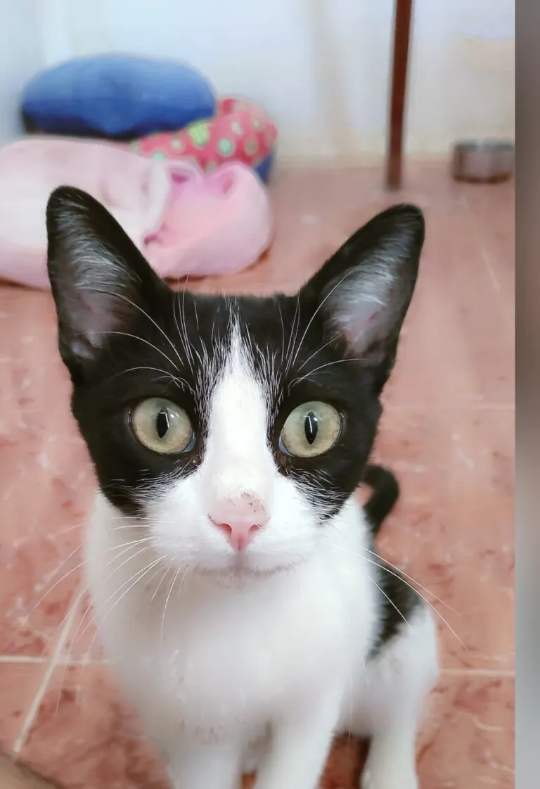 Protectora de Animales ADEPA1 768x1121