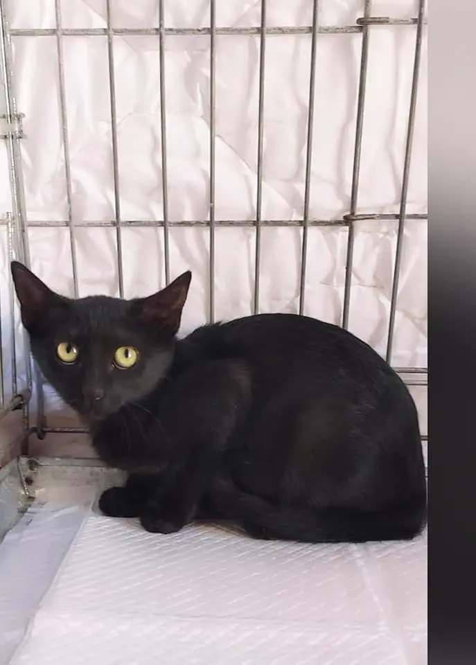 Protectora de Animales ADEPA2