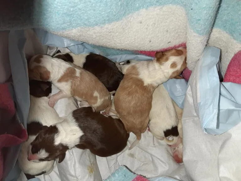 Protectora de Animales ADEPA3 768x576