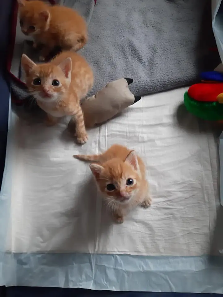 Protectora de Animales ADEPA4