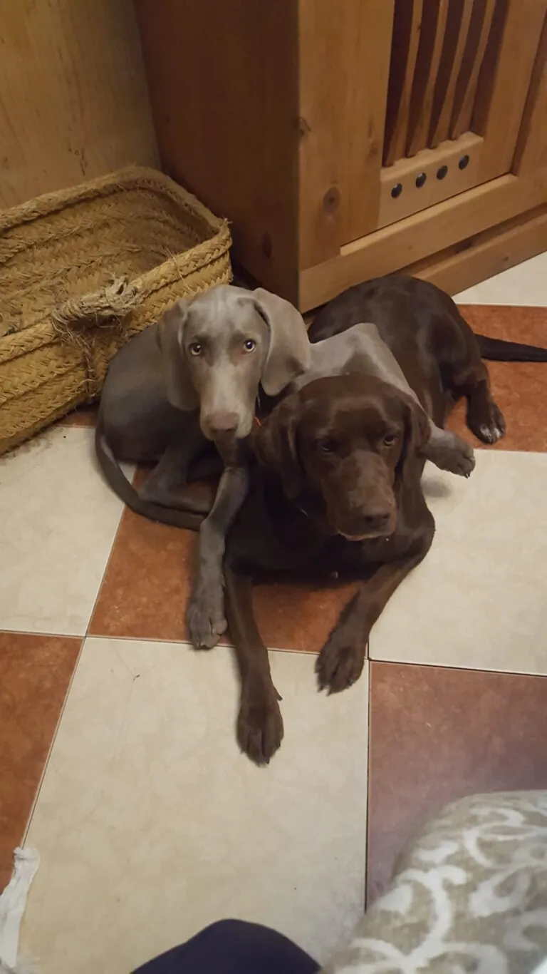 Protectora de Animales ADEPA5 768x1366