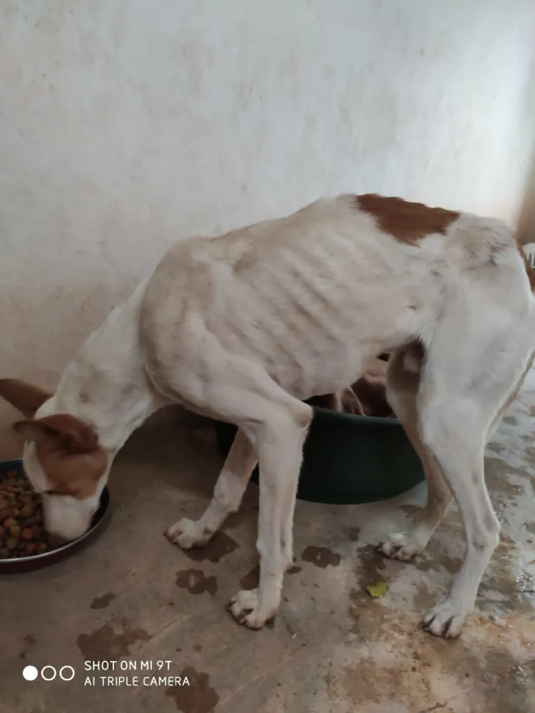 Protectora de Animales ADEPA6 768x1024